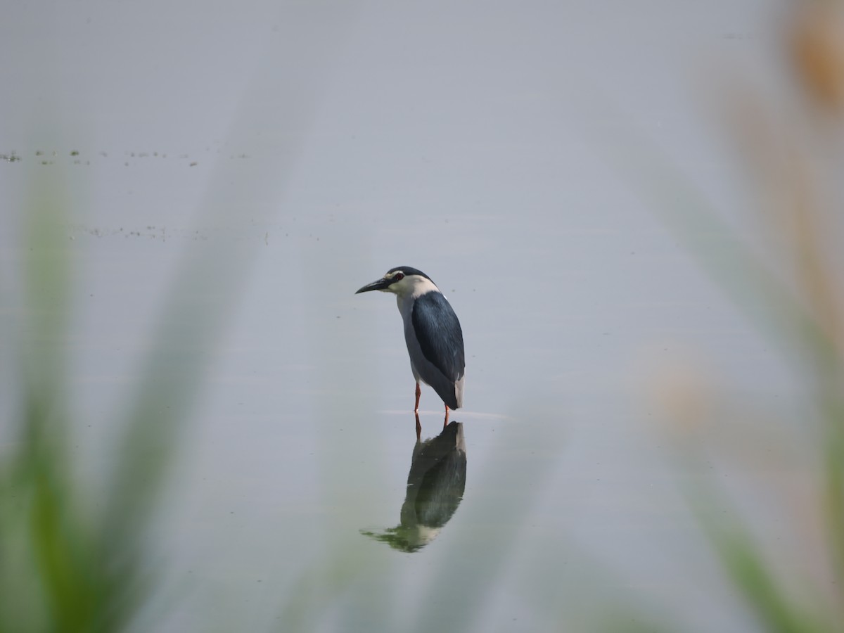 Black-crowned Night Heron - Yawei Zhang