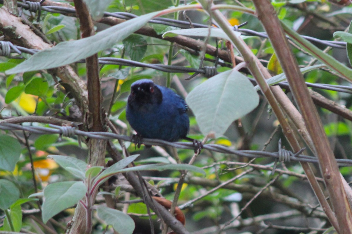 Masked Flowerpiercer - Francisco Antonio ZEA BECERRA