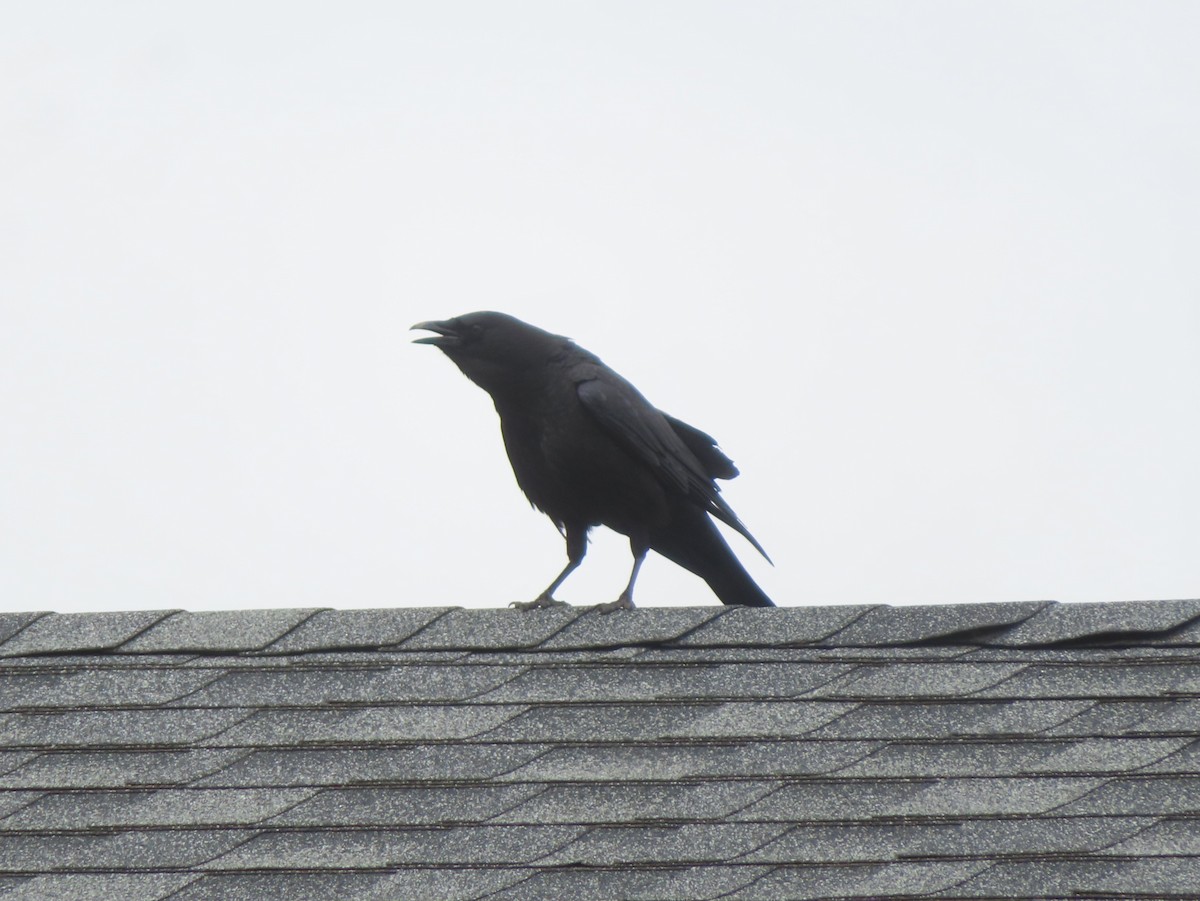 American Crow - Violet Kosack