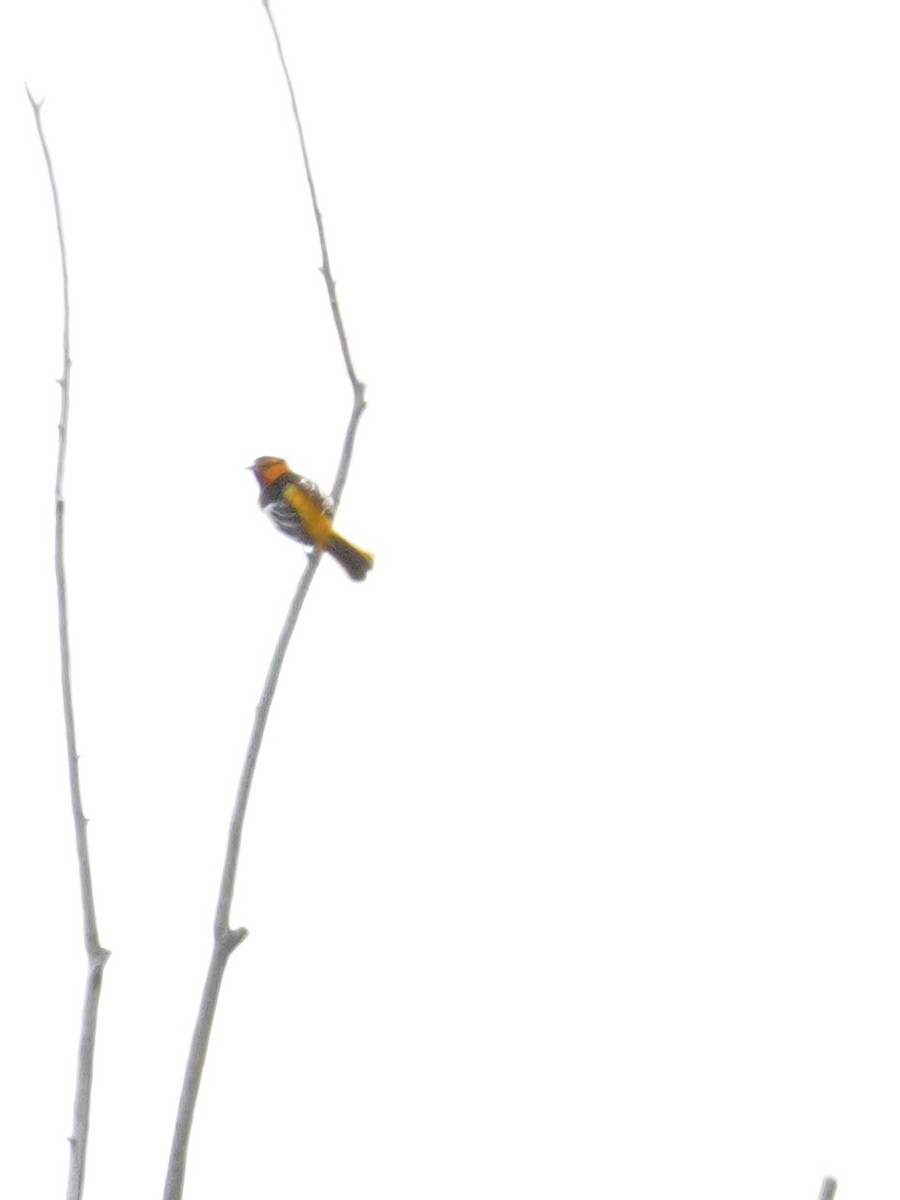 Bullock's Oriole - Kristy Dhaliwal