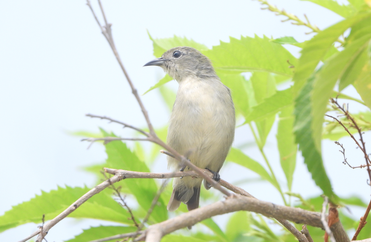 Scarlet-backed Flowerpecker - Alfred McLachlan-Karr