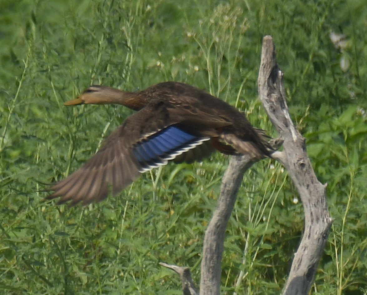 Mexican Duck - Leonardo Guzmán (Kingfisher Birdwatching Nuevo León)