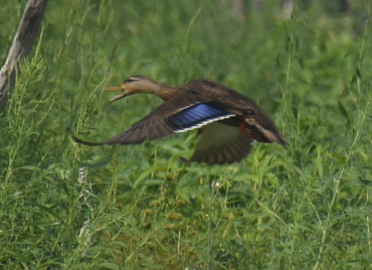 Mexican Duck - Leonardo Guzmán (Kingfisher Birdwatching Nuevo León)