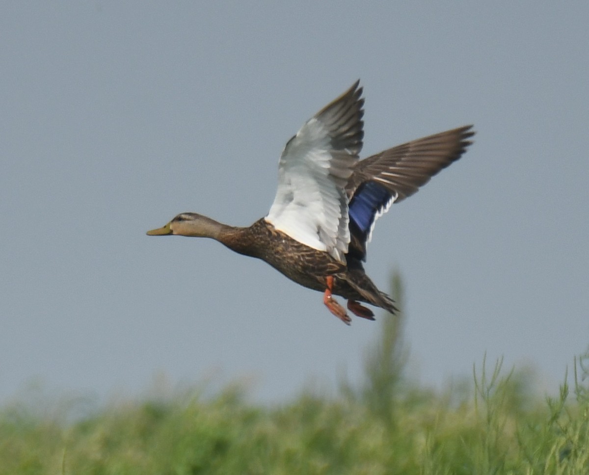 Mexican Duck - Leonardo Guzmán (Kingfisher Birdwatching Nuevo León)