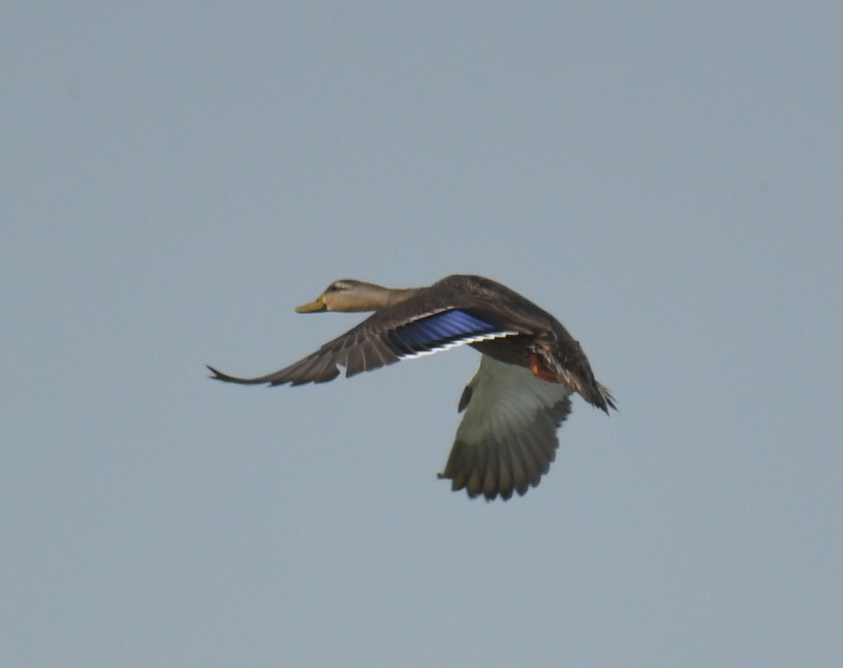 Mexican Duck - Leonardo Guzmán (Kingfisher Birdwatching Nuevo León)