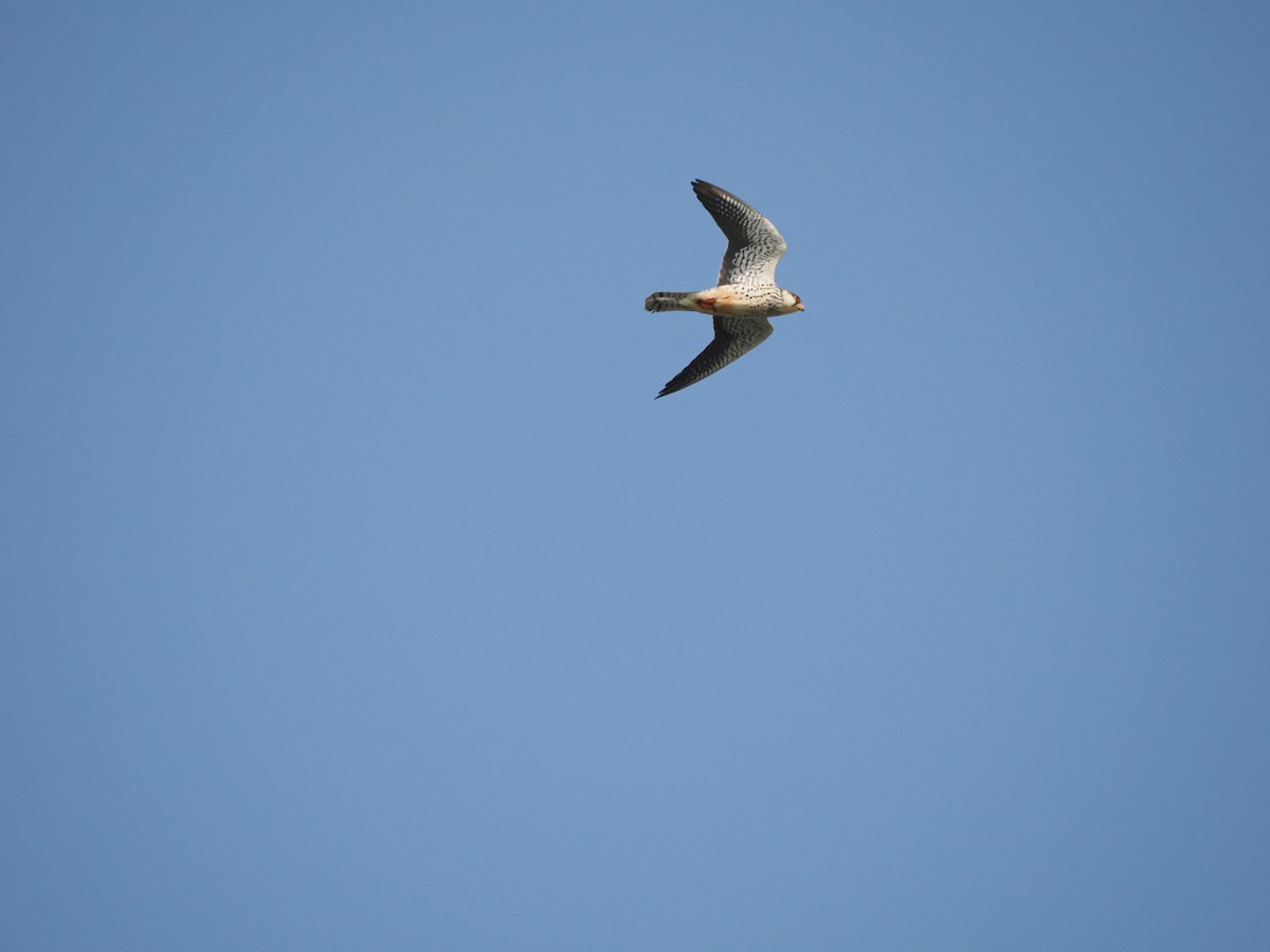 Amur Falcon - ML619605127