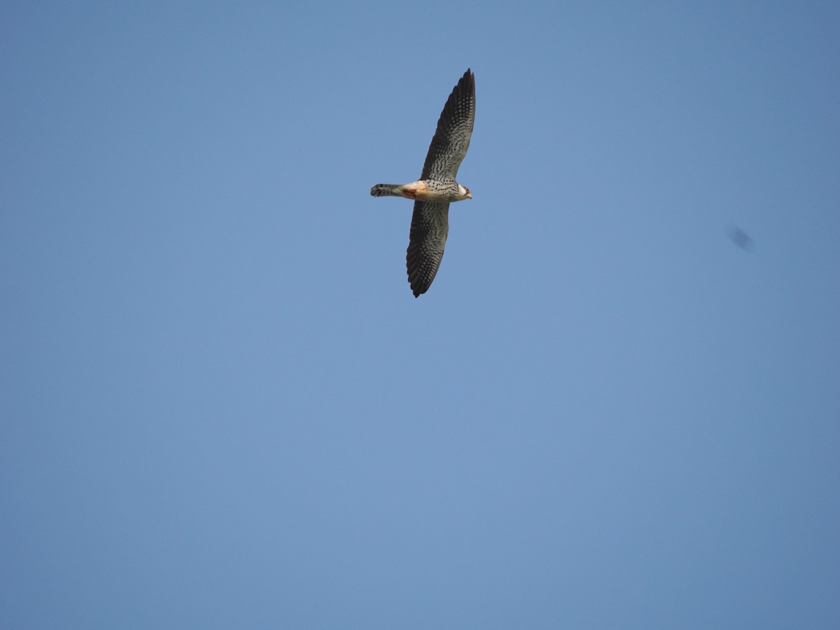 Amur Falcon - ML619605128