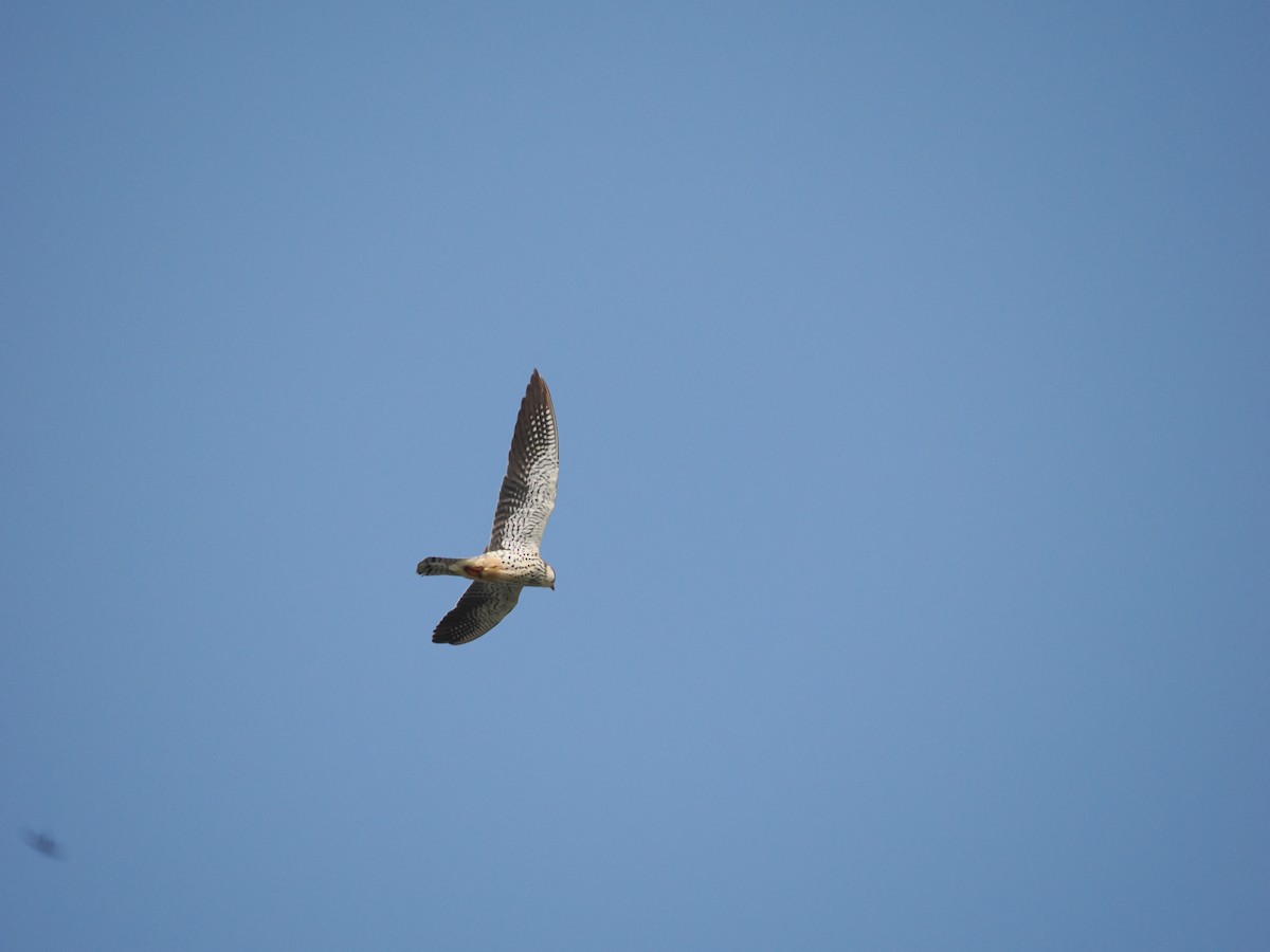 Amur Falcon - ML619605129