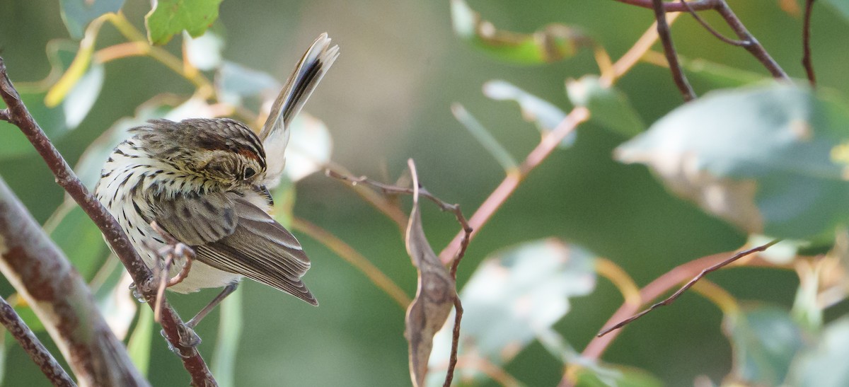 Speckled Warbler - Ben Milbourne