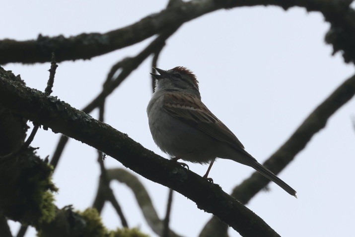 Chipping Sparrow - Mari Petznek