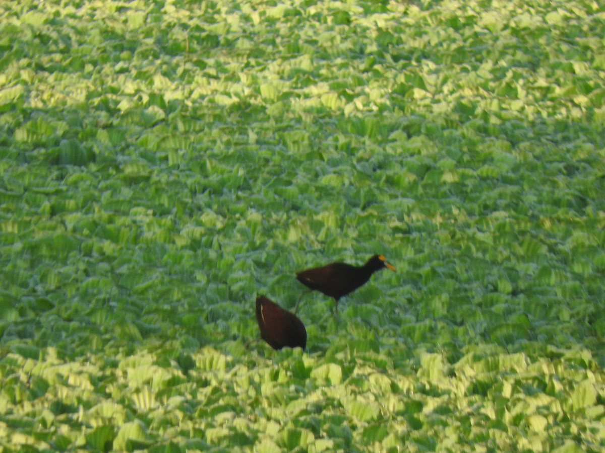 Jacana Centroamericana - ML619605144