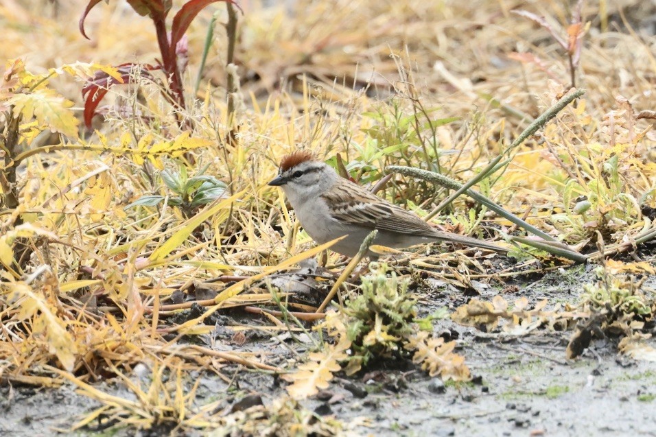 Chipping Sparrow - Mari Petznek