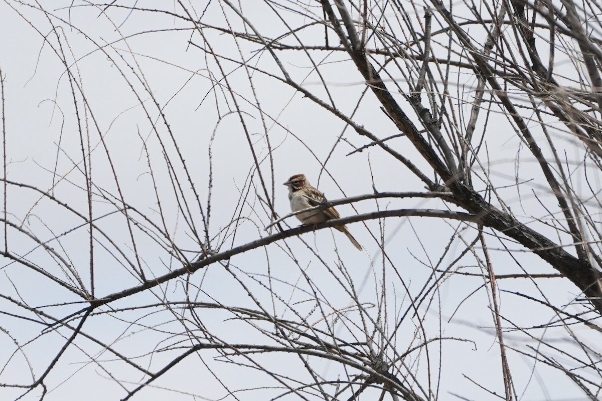 Lark Sparrow - Joe RouLaine