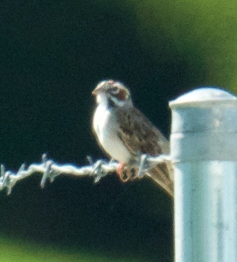 Lark Sparrow - Tamera Eirten