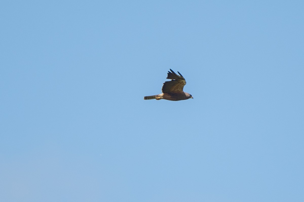 Swainson's Hawk - Tom Hambleton