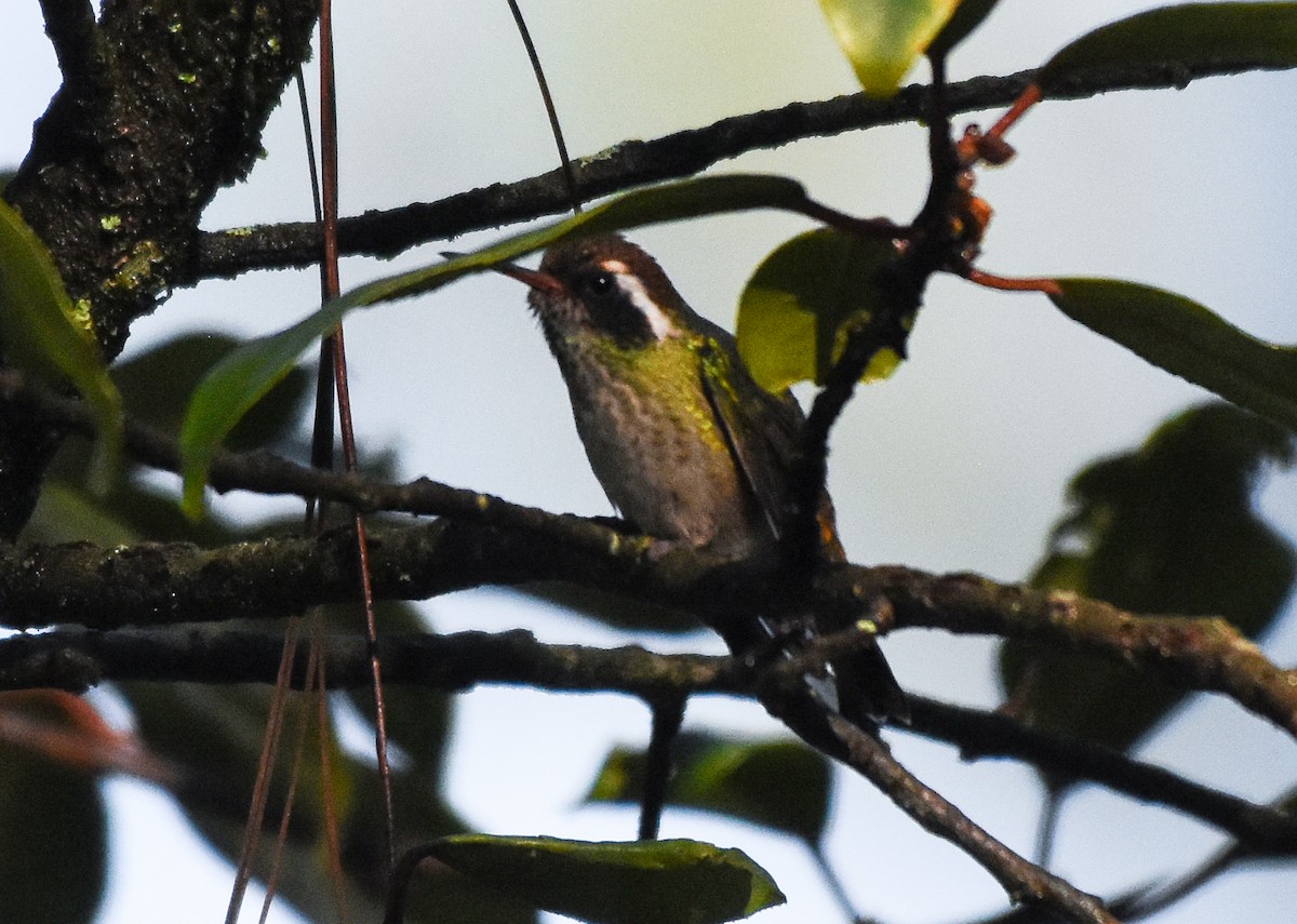 White-eared Hummingbird - Mauricio López
