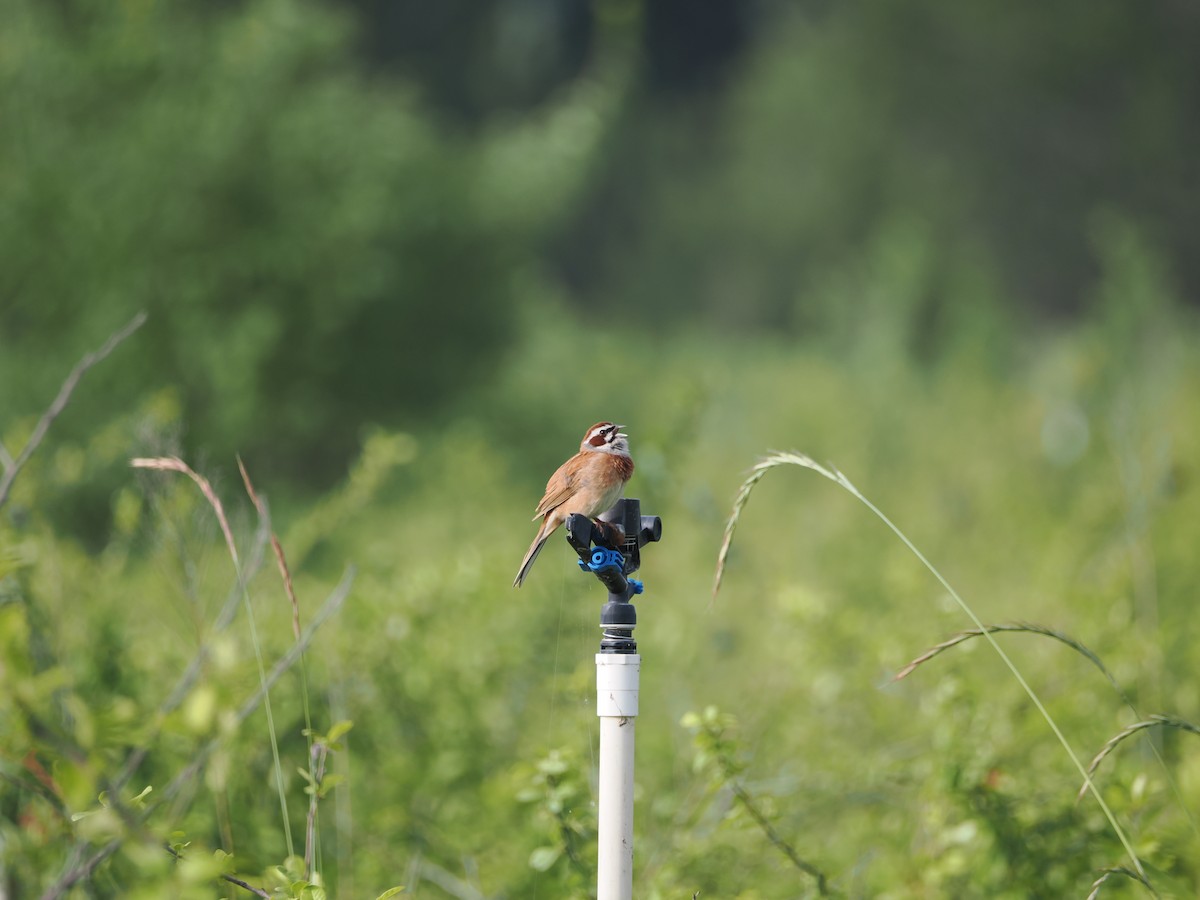 Meadow Bunting - Yawei Zhang