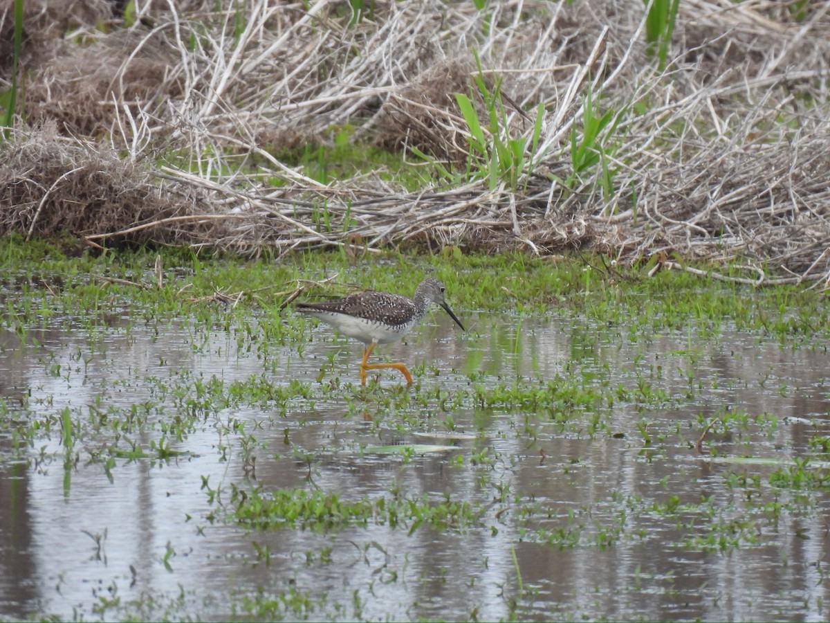 Greater Yellowlegs - Derry Kramer