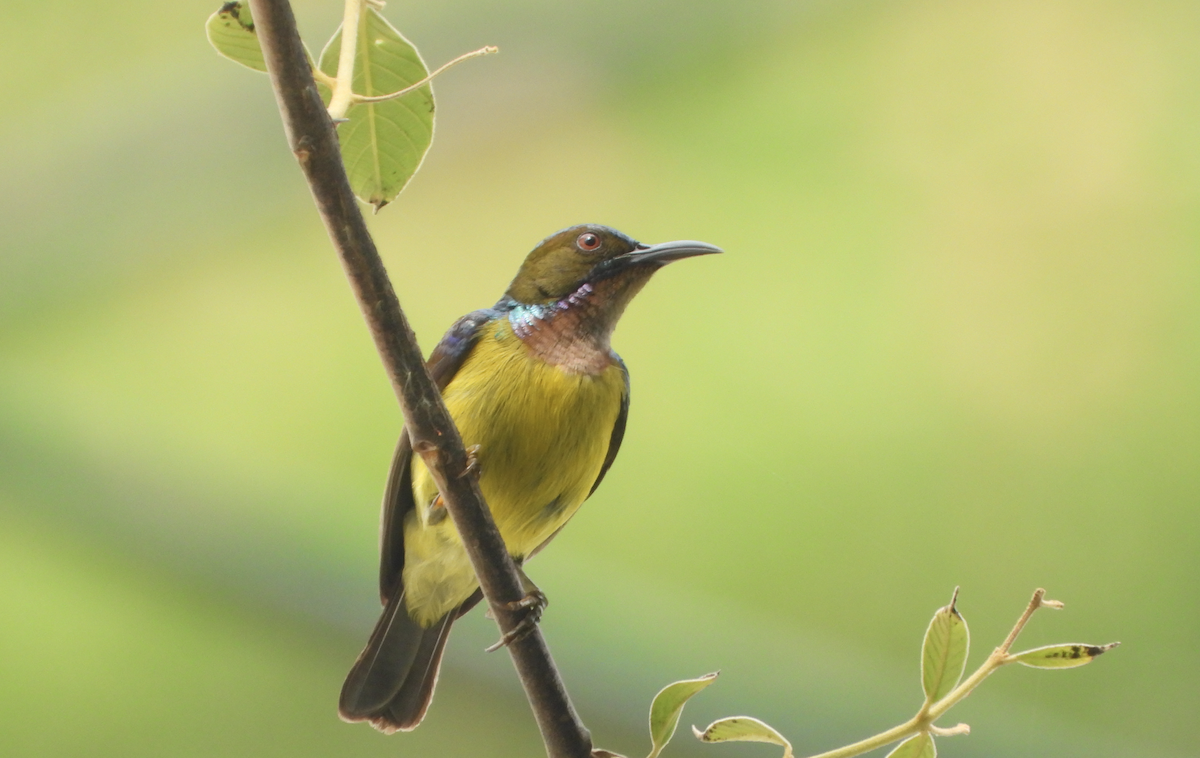 Brown-throated Sunbird - Alfred McLachlan-Karr