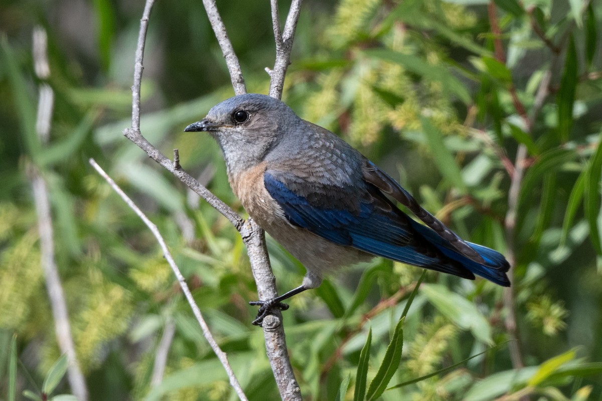 Western Bluebird - Tom Hambleton