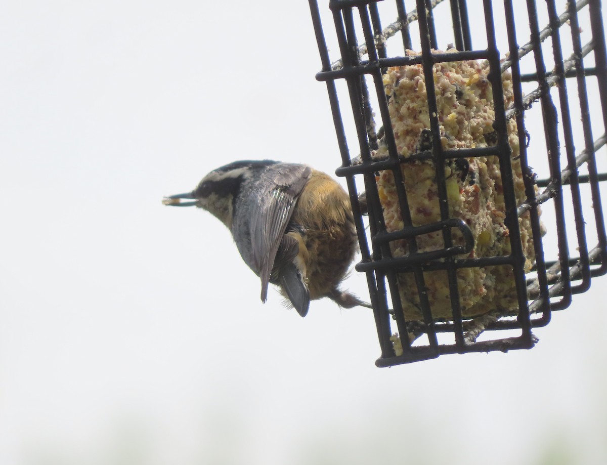 Red-breasted Nuthatch - Violet Kosack