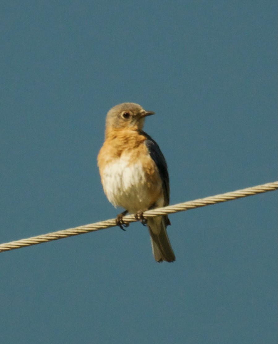 Eastern Bluebird - Tamera Eirten