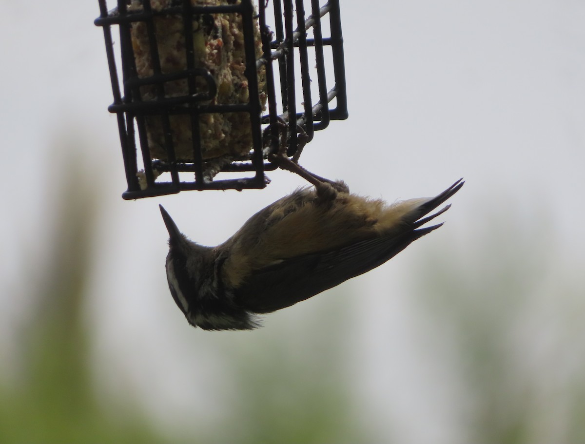 Red-breasted Nuthatch - Violet Kosack