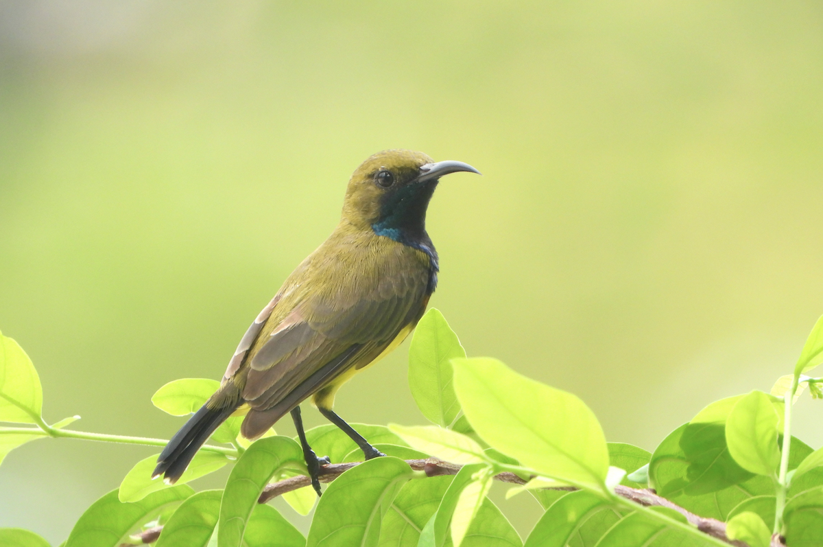 Ornate Sunbird - Alfred McLachlan-Karr