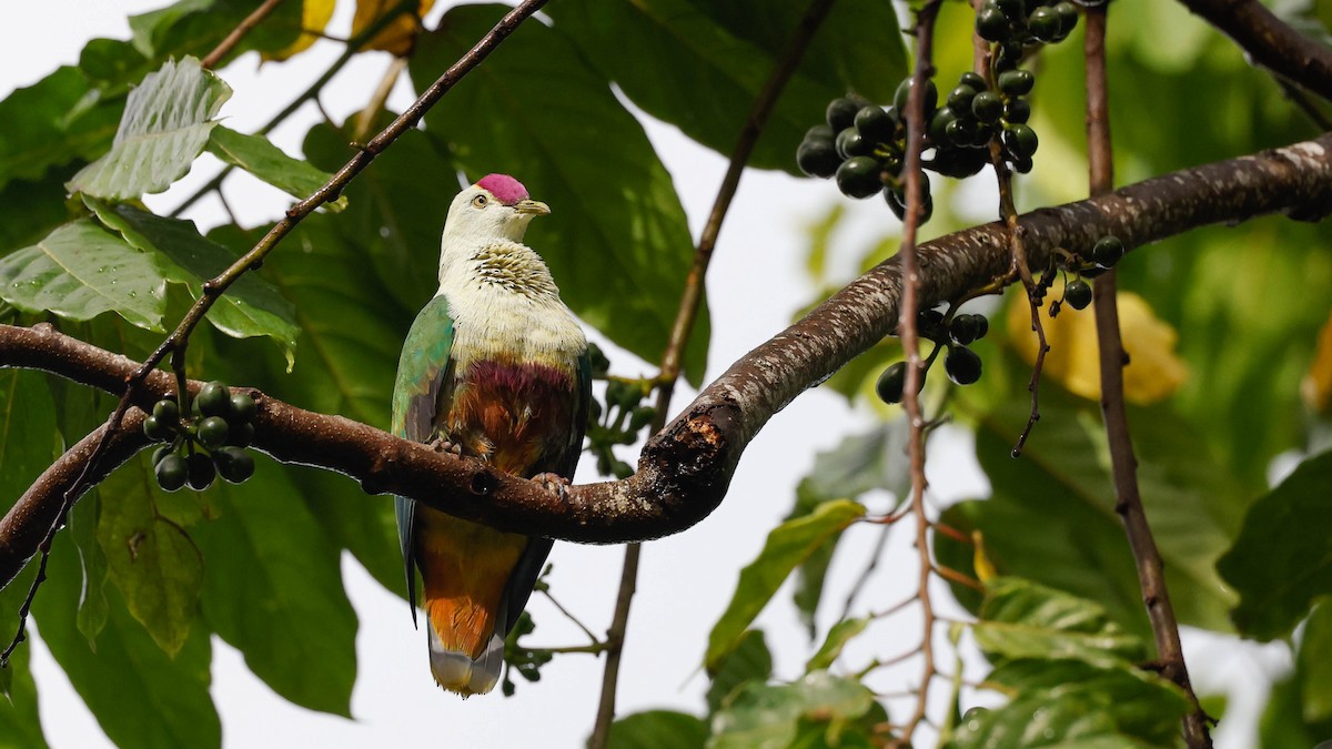 Crimson-crowned Fruit-Dove - ML619605174