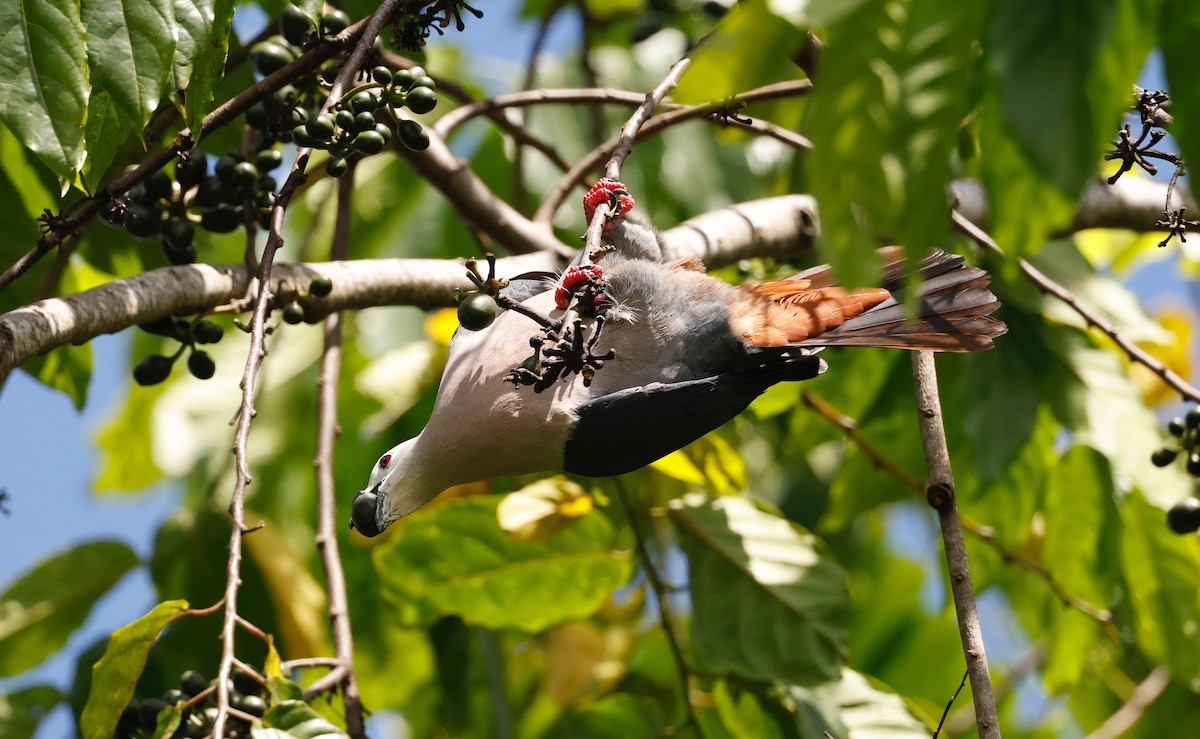 Pacific Imperial-Pigeon - Hans Erken