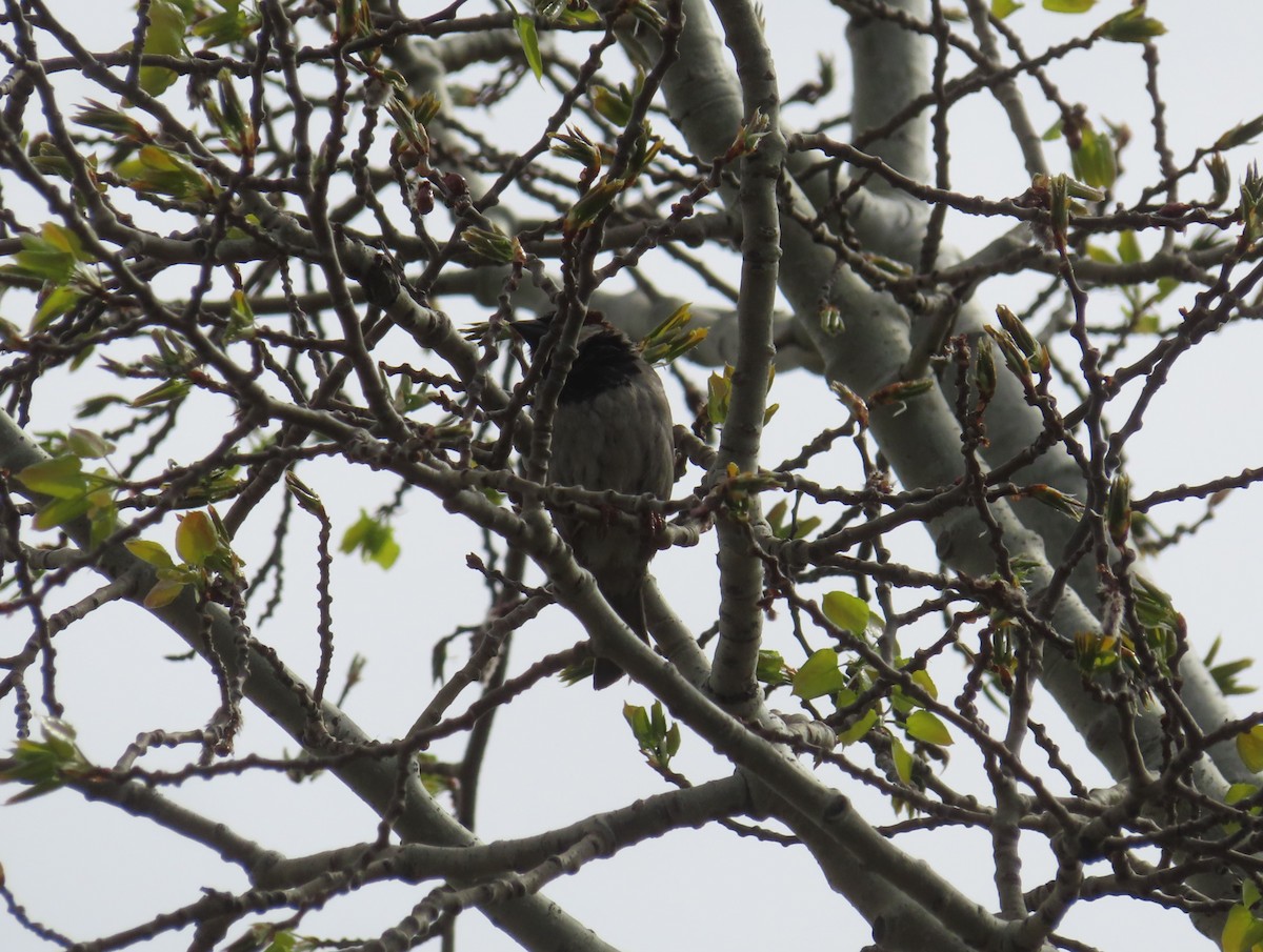 House Sparrow - Violet Kosack