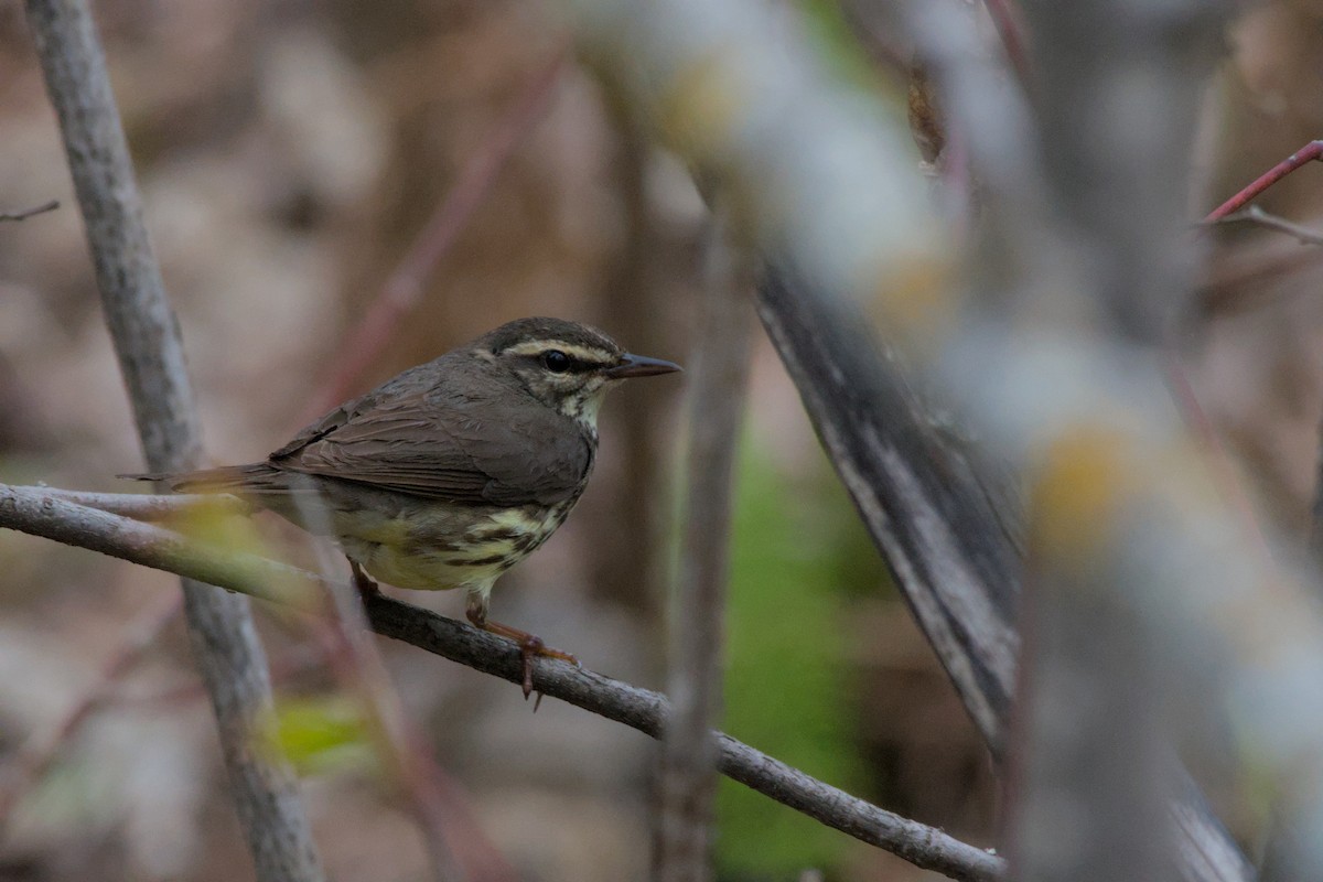 Northern Waterthrush - Carson Kearns