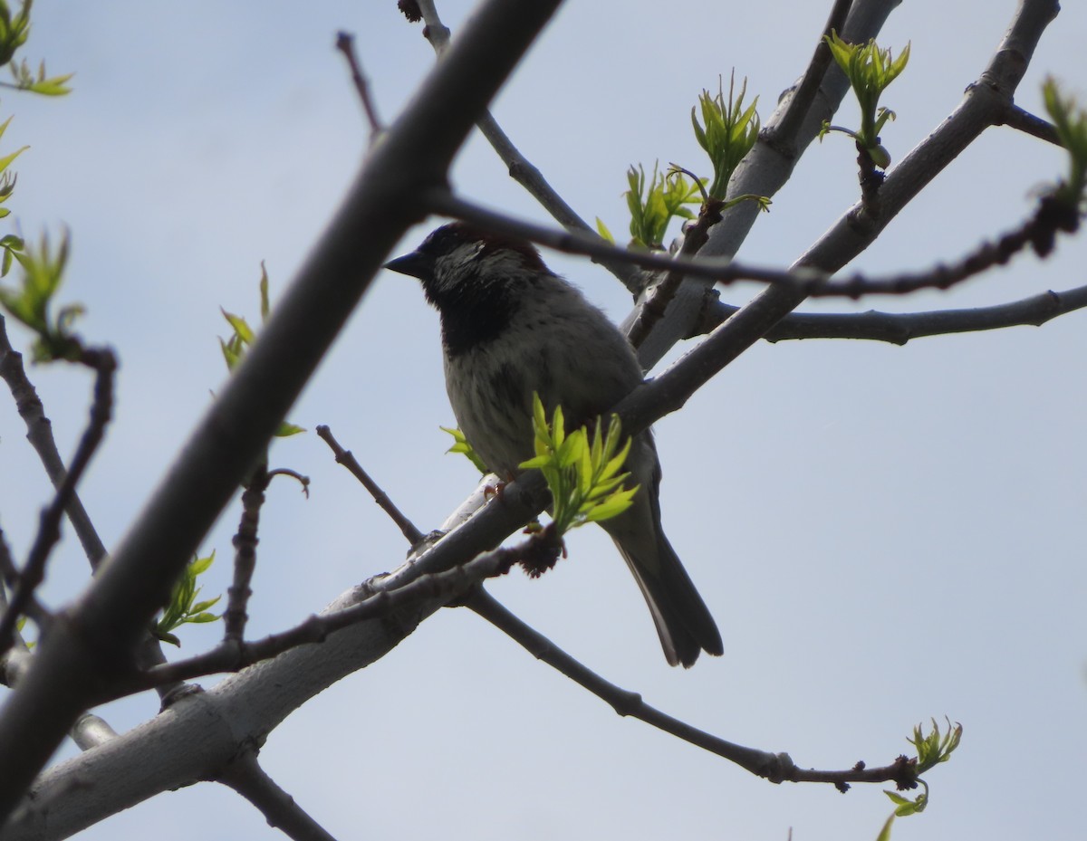 House Sparrow - Violet Kosack