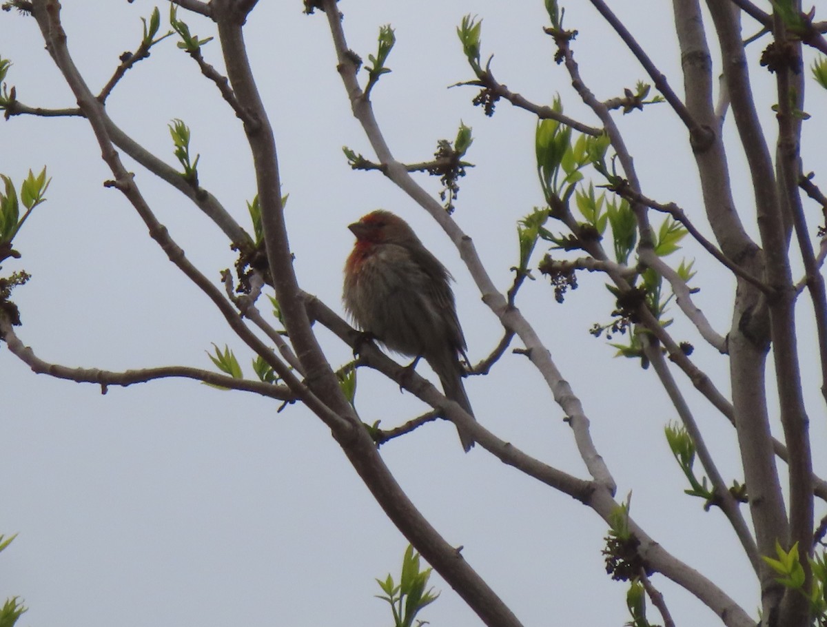 House Finch - Violet Kosack