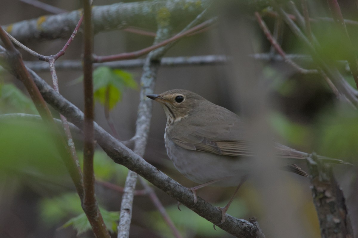 Swainson's Thrush - Carson Kearns