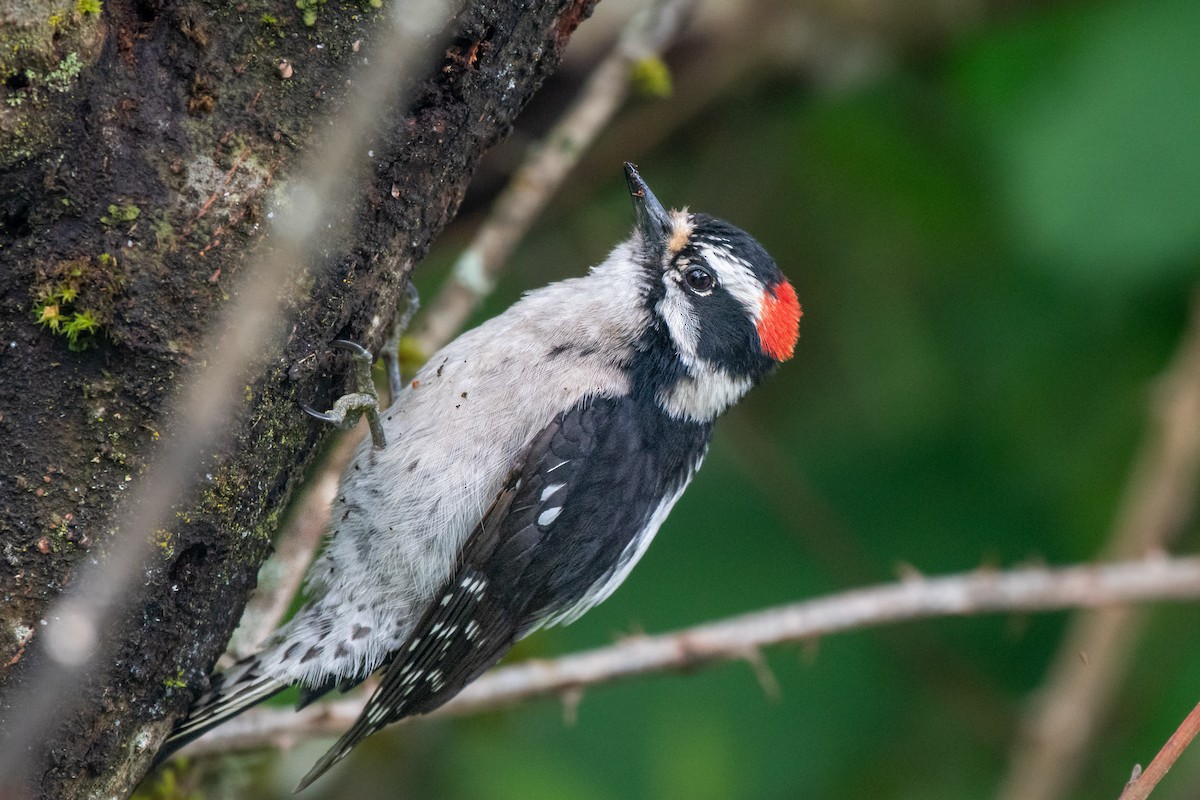 Downy Woodpecker - Masoud Javadi