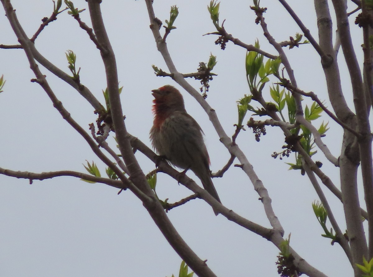 House Finch - Violet Kosack