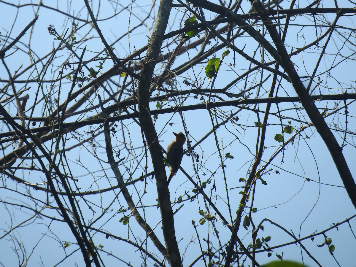 Golden-cheeked Woodpecker - Luis  Morales