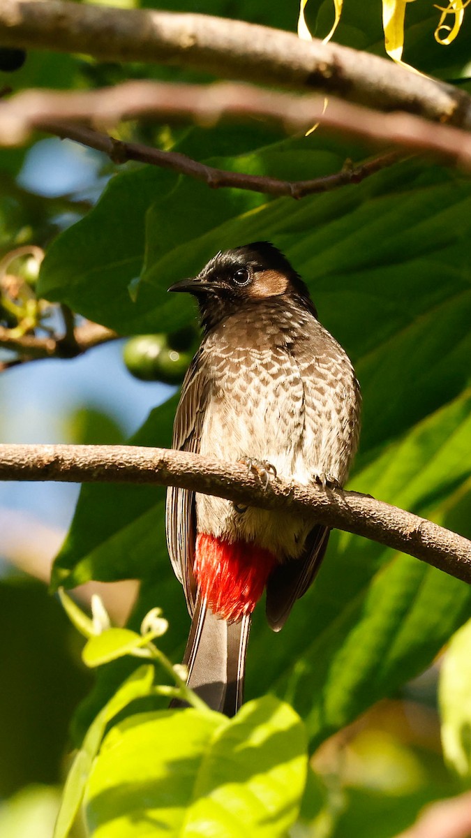 Bulbul à ventre rouge - ML619605216