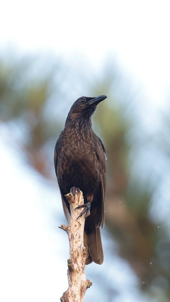 Samoan Starling - Hans Erken