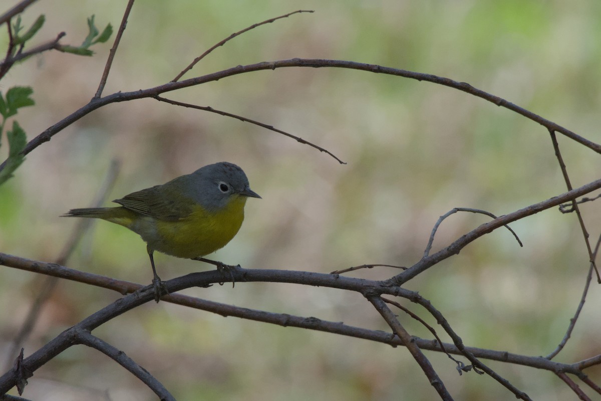 Nashville Warbler - Carson Kearns