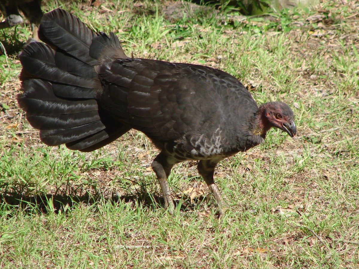 Australian Brushturkey - ML619605225