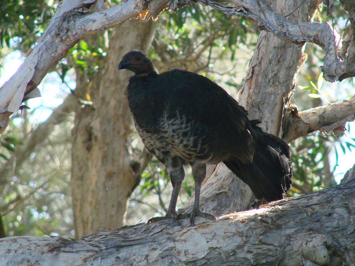 Australbuschhuhn - ML619605226