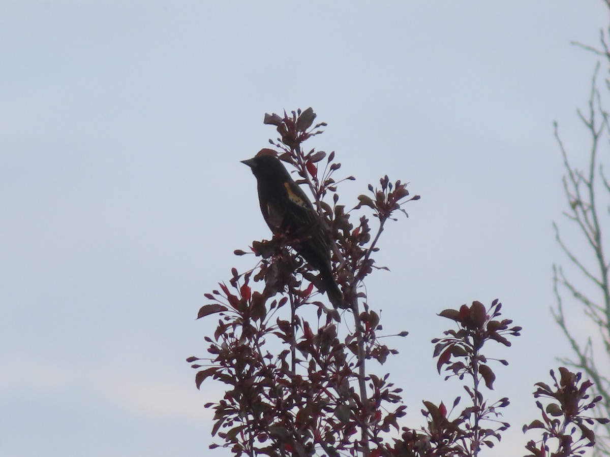 Red-winged Blackbird - Violet Kosack