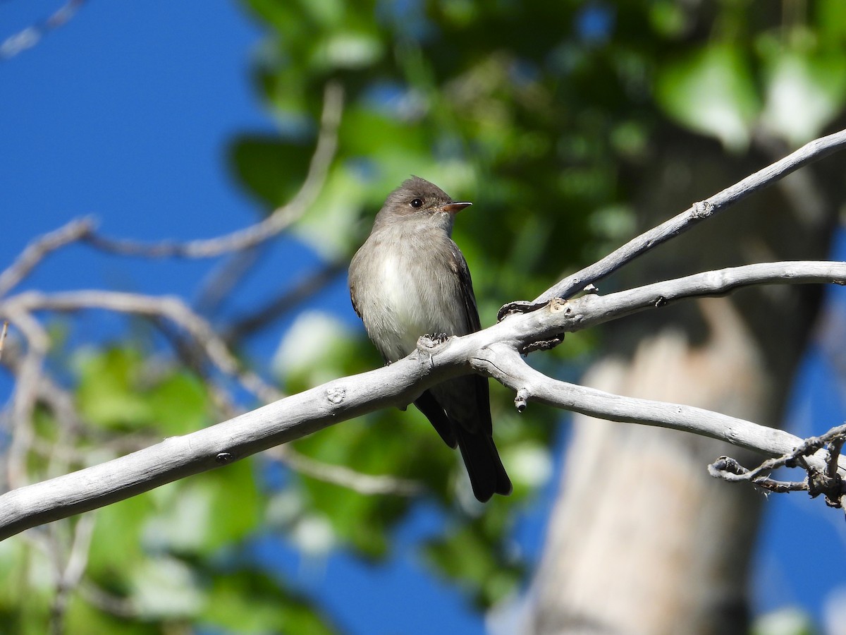 Western Wood-Pewee - Chipper Phillips