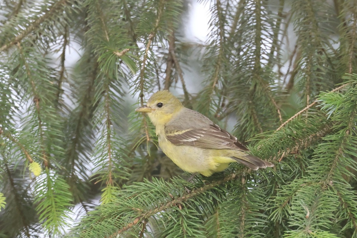 Western Tanager - Mari Petznek