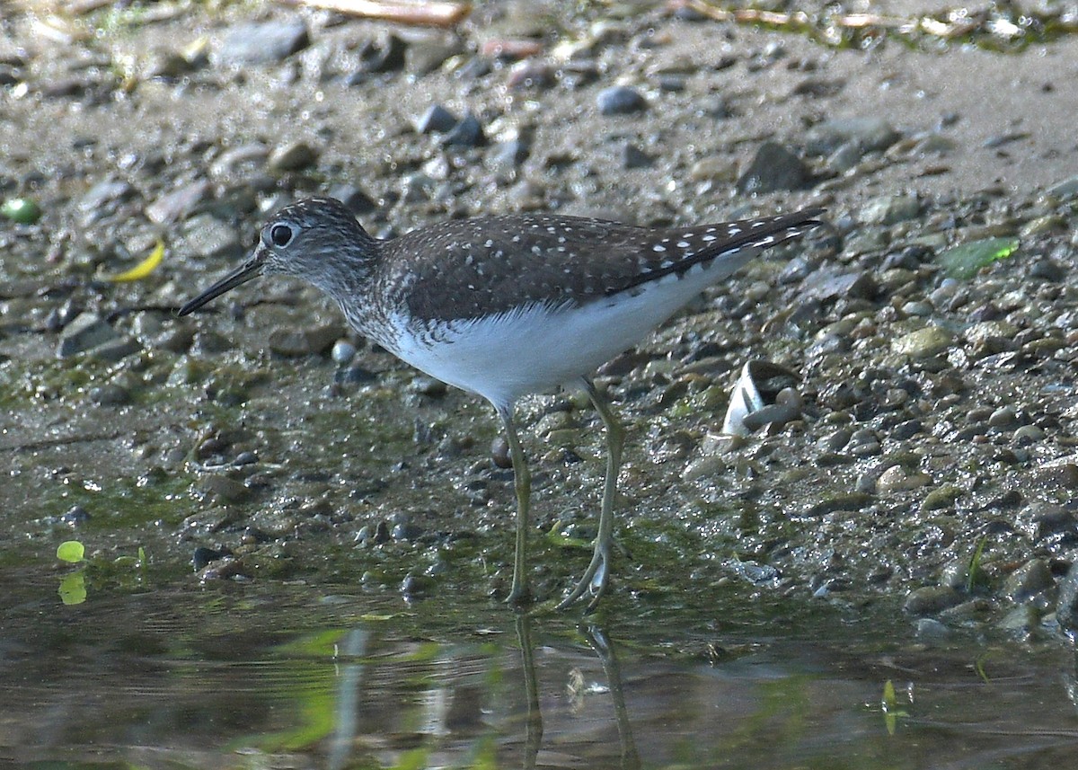 Solitary Sandpiper - Janet Smigielski