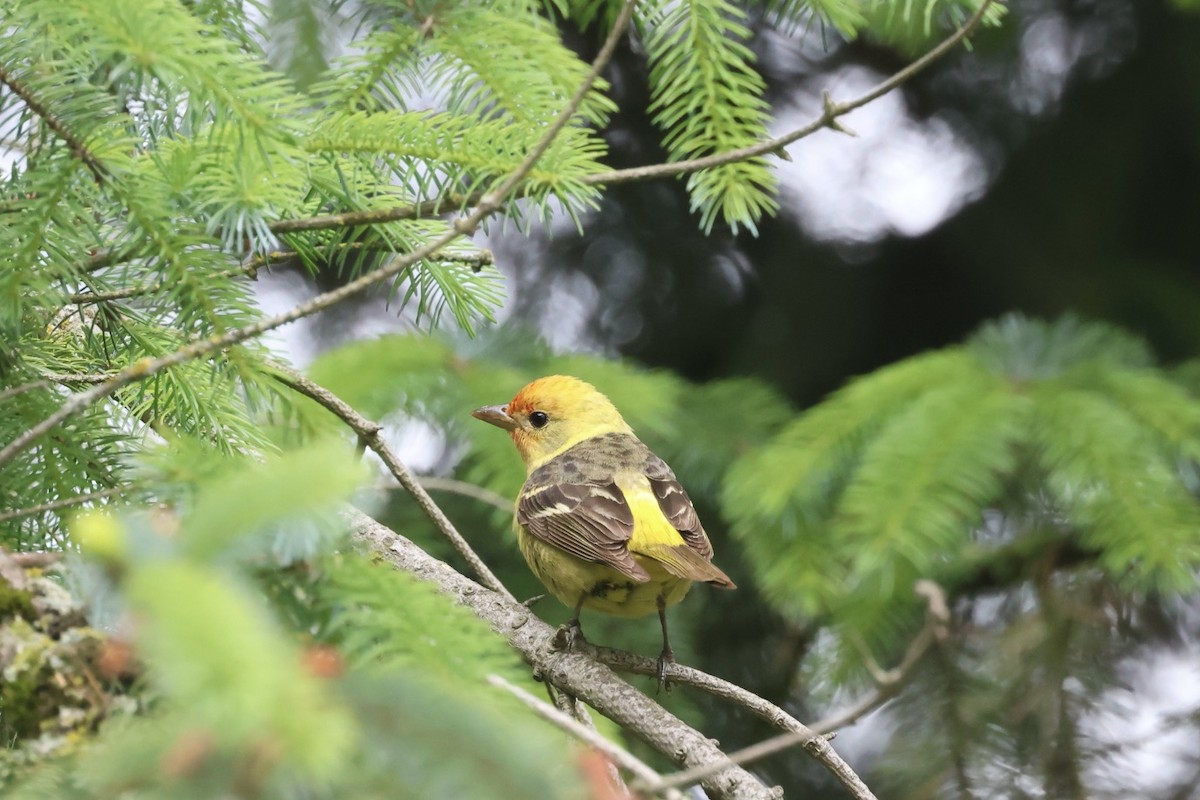 Western Tanager - Mari Petznek