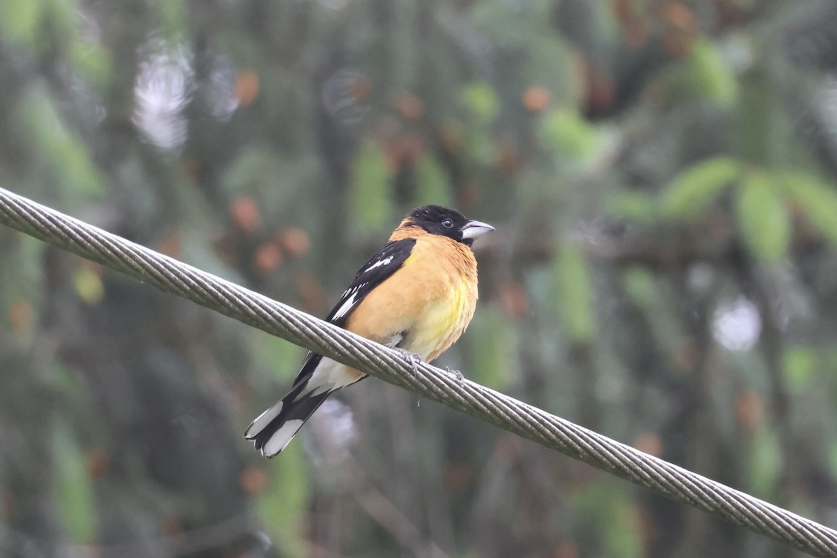 Black-headed Grosbeak - Mari Petznek