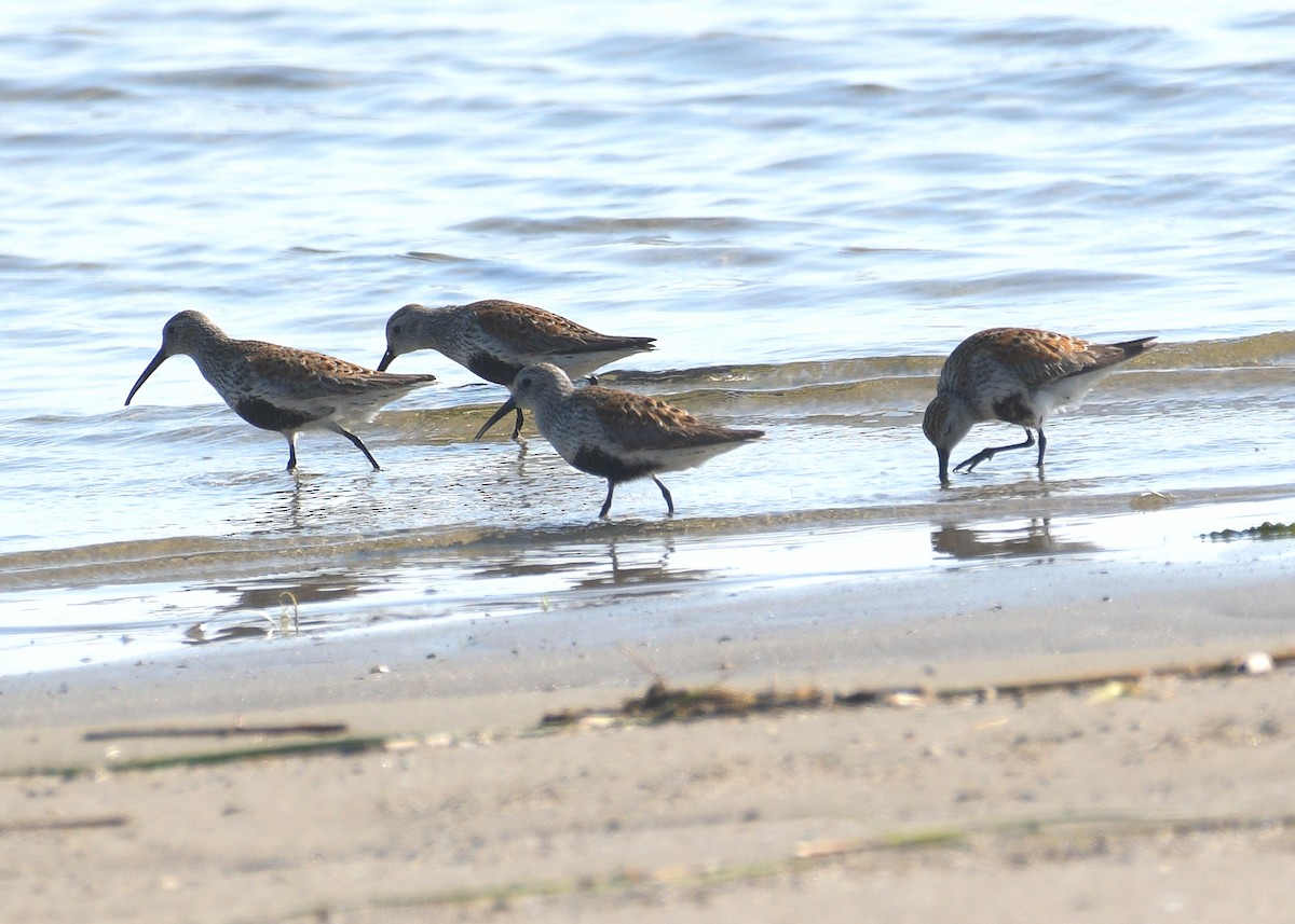 Dunlin - Janet Smigielski